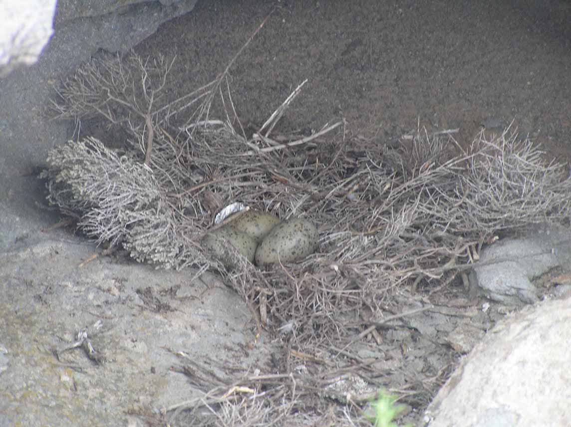 Larus sp.